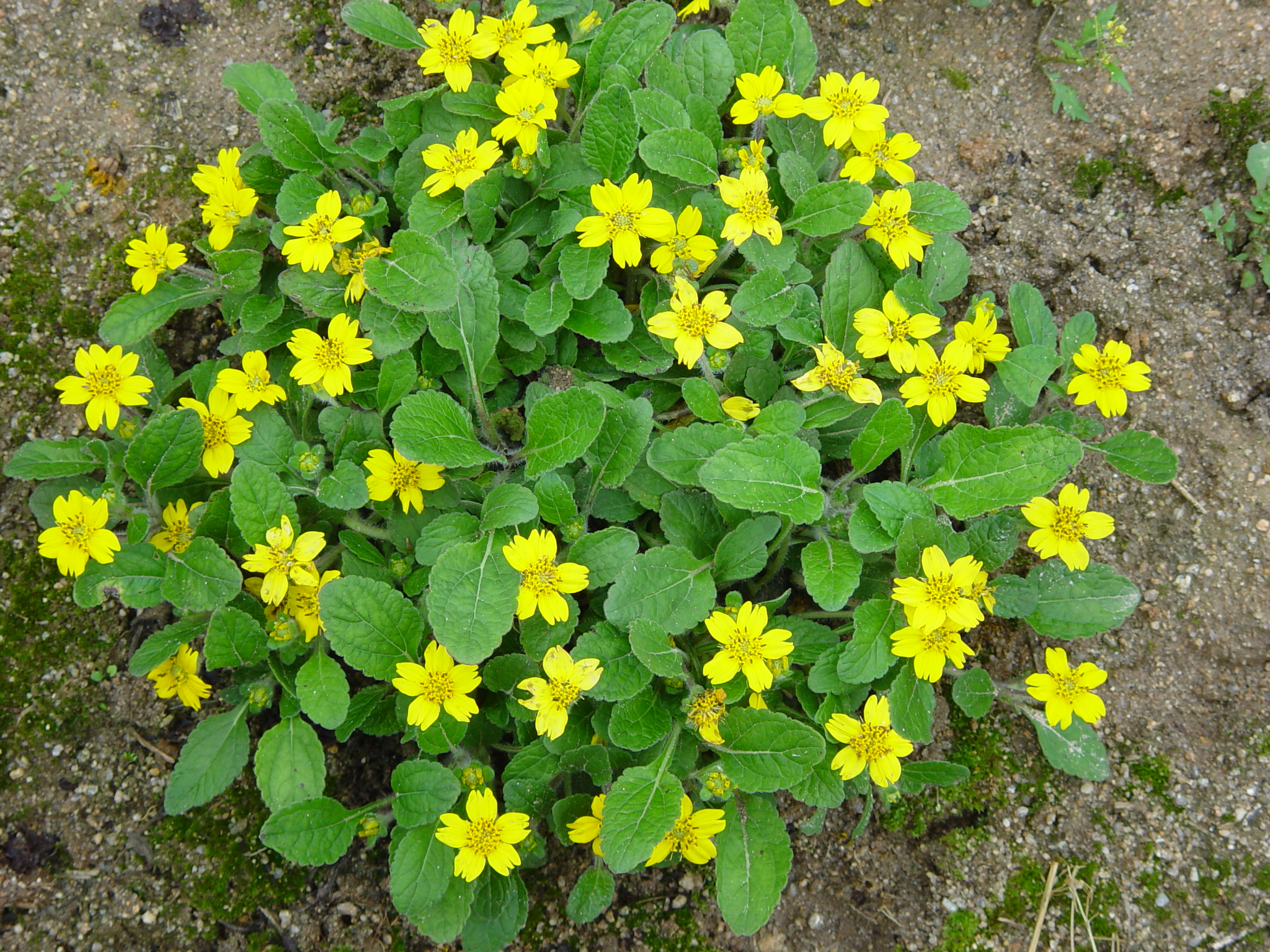 Chrysogonum virginianum 'Golden star'